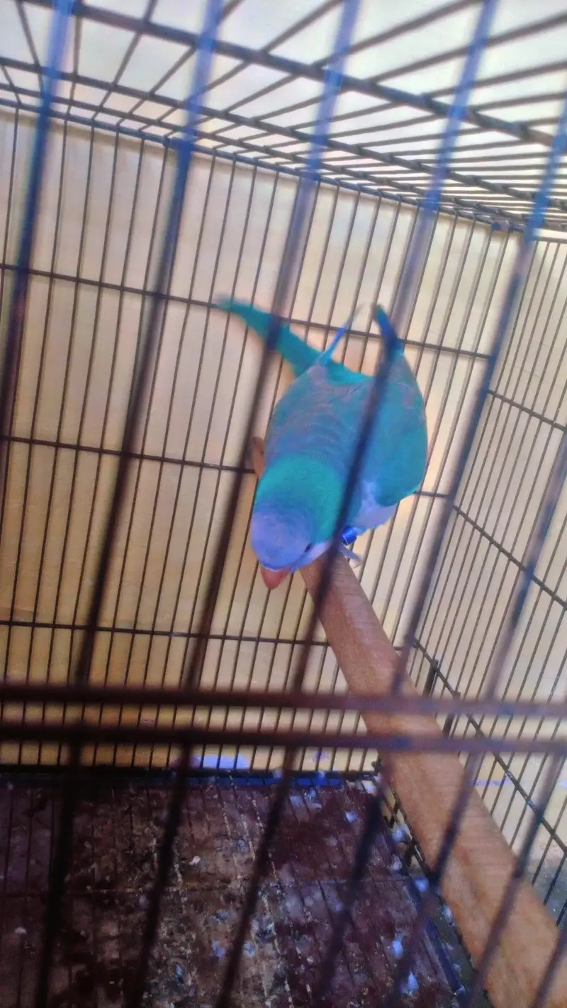 Blue Monk Parakeet with cage — photo 4