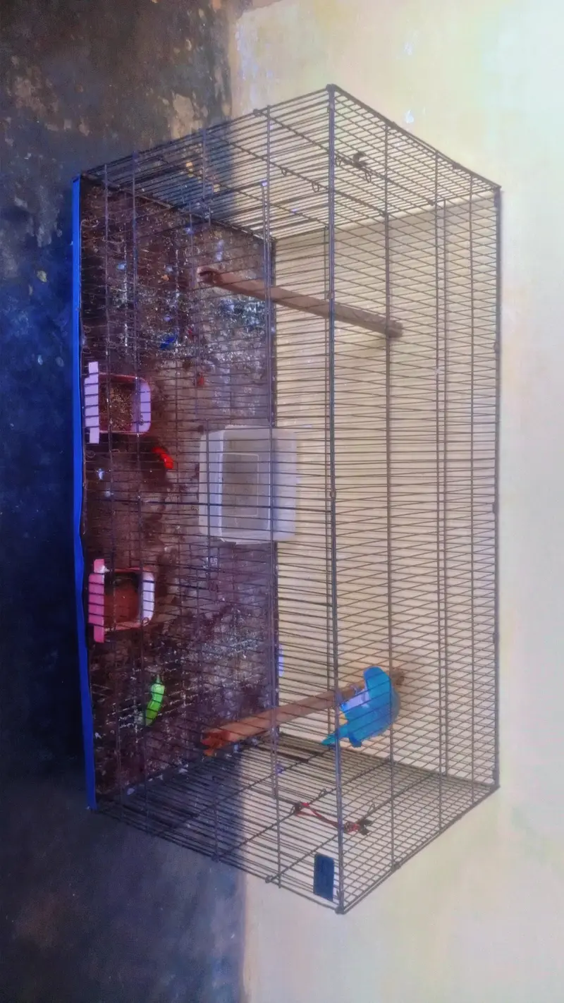 Blue Monk Parakeet with cage — photo 5