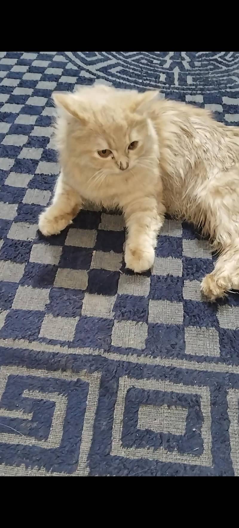 Persian cat 0