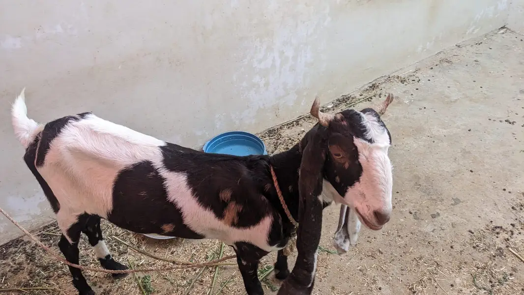 Healthy Female Goat for Sale