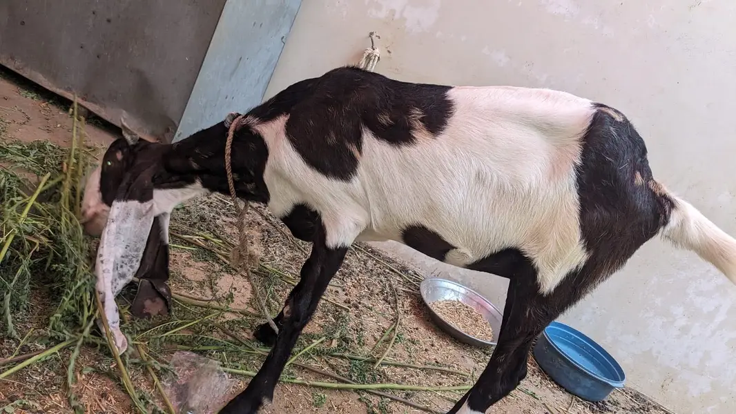 Healthy Female Goat for Sale — photo 2