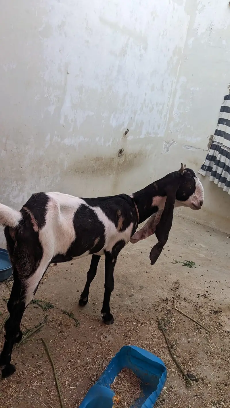 Healthy Female Goat for Sale — photo 3