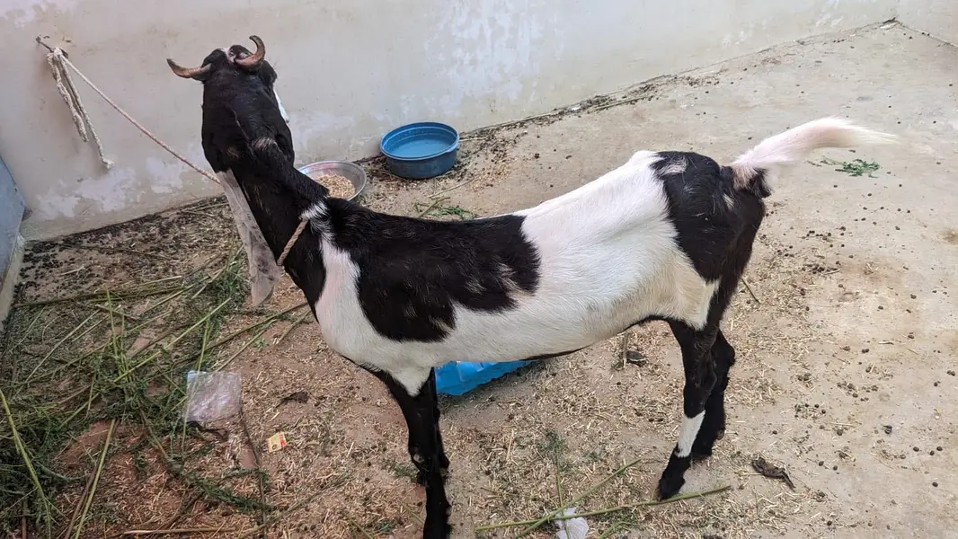 Healthy Female Goat for Sale — photo 4