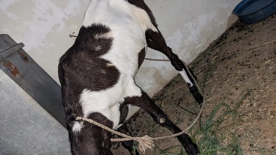 Healthy Female Goat for Sale — photo 5