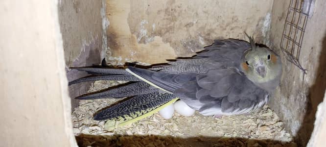 cockatiel Garey pair 100% breeder