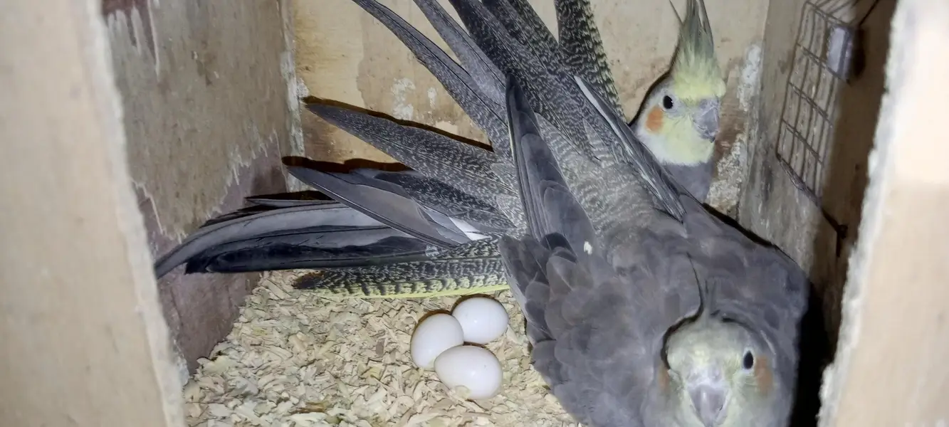 cockatiel Garey pair 100% breeder — photo 2