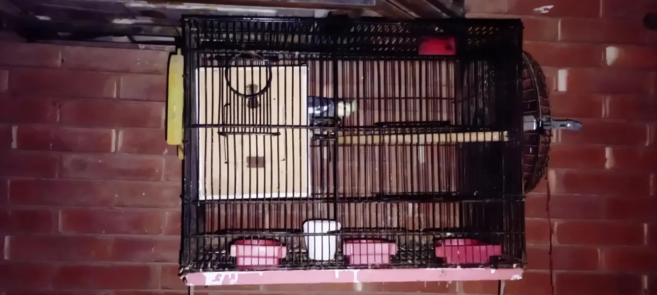 cockatiel Garey pair 100% breeder — photo 3
