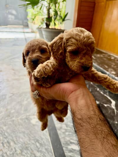 Imported parents Poodle Puppies