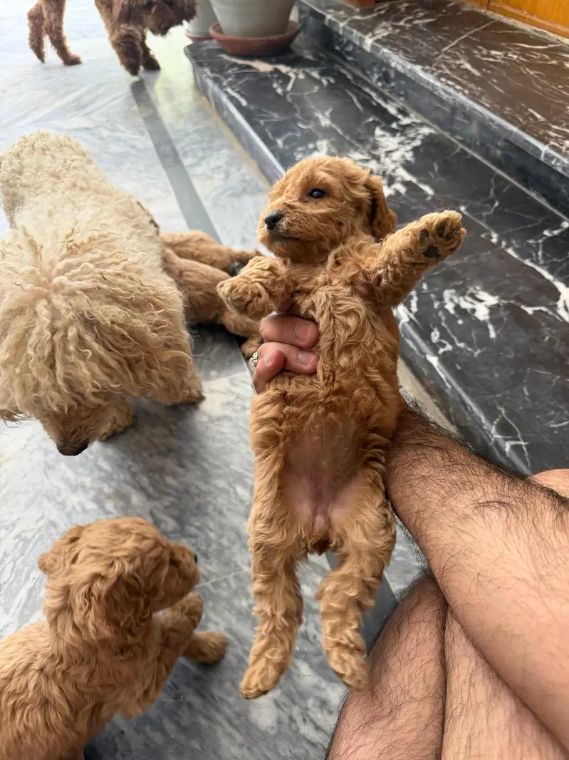 Imported parents Poodle Puppies — photo 2