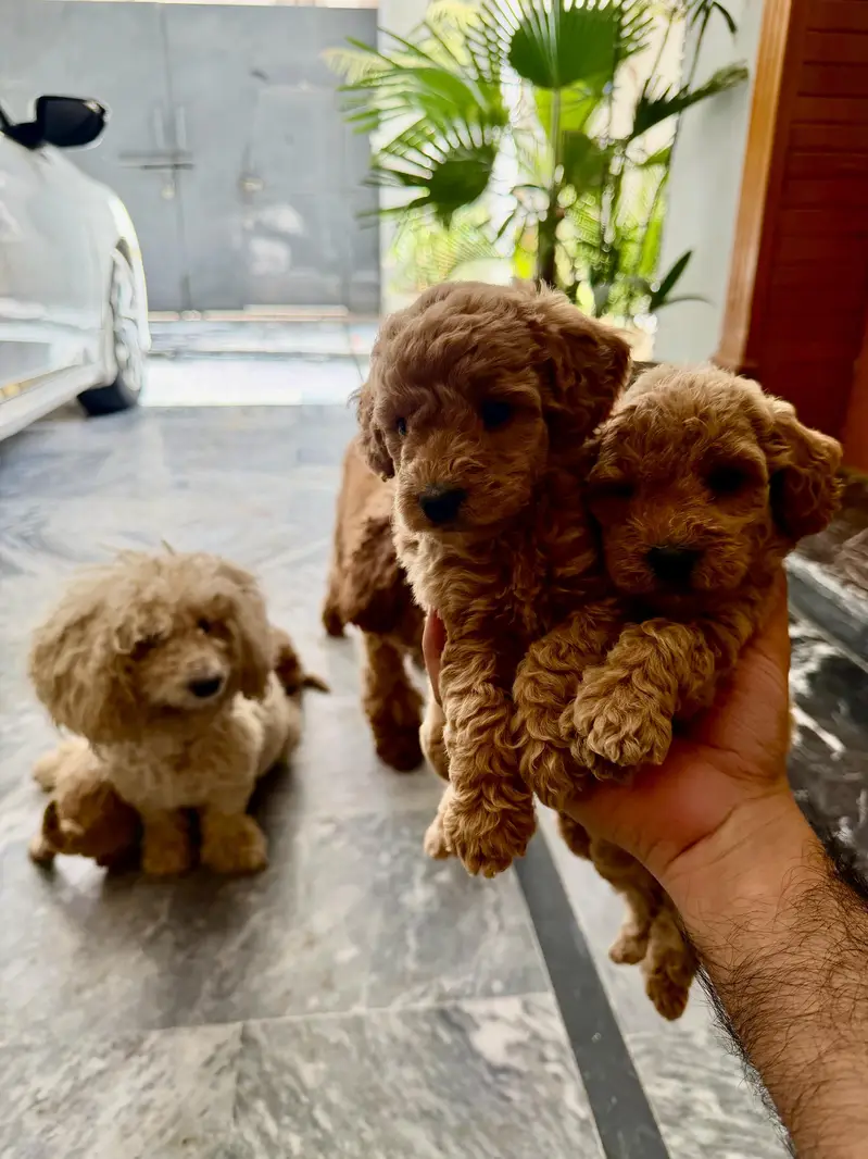 Imported parents Poodle Puppies — photo 3