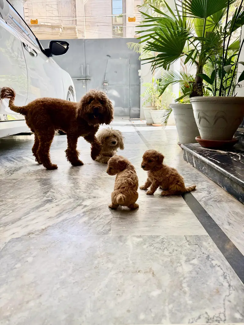 Imported parents Poodle Puppies — photo 4
