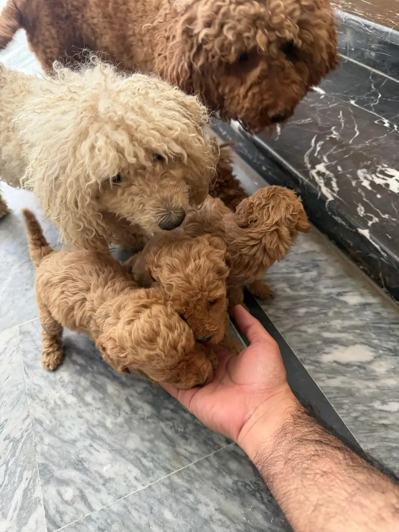 Imported parents Poodle Puppies — photo 5