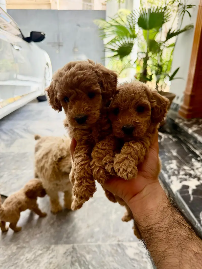 Imported parents Poodle Puppies — photo 6