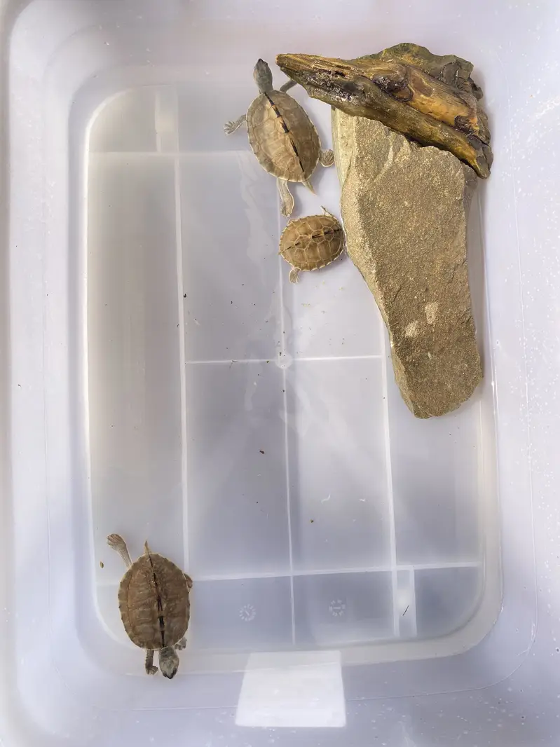 3 small fresh water trtles — photo 3