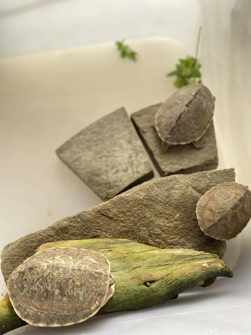 3 small fresh water trtles — photo 2