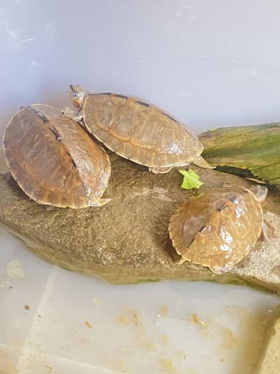 3 small fresh water trtles