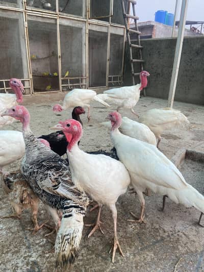 Breeder and young pairs or single piece available