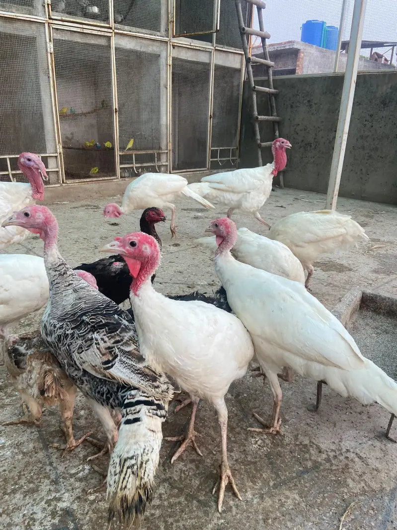 Breeder and young pairs or single piece available