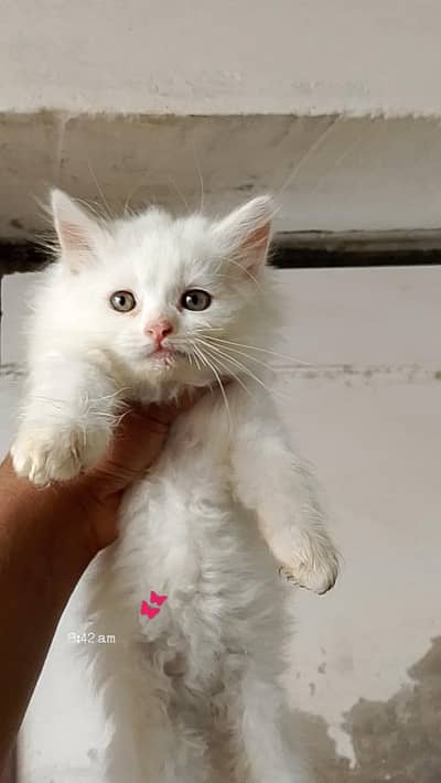 Adorable kitten