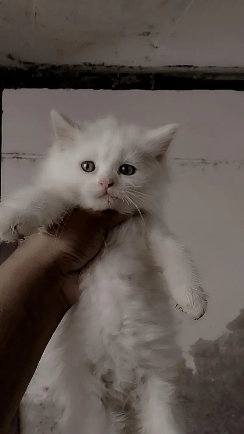 Adorable kitten — photo 2
