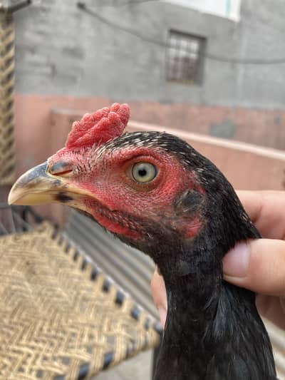 Turkish Hint & Pakistani Game Bird