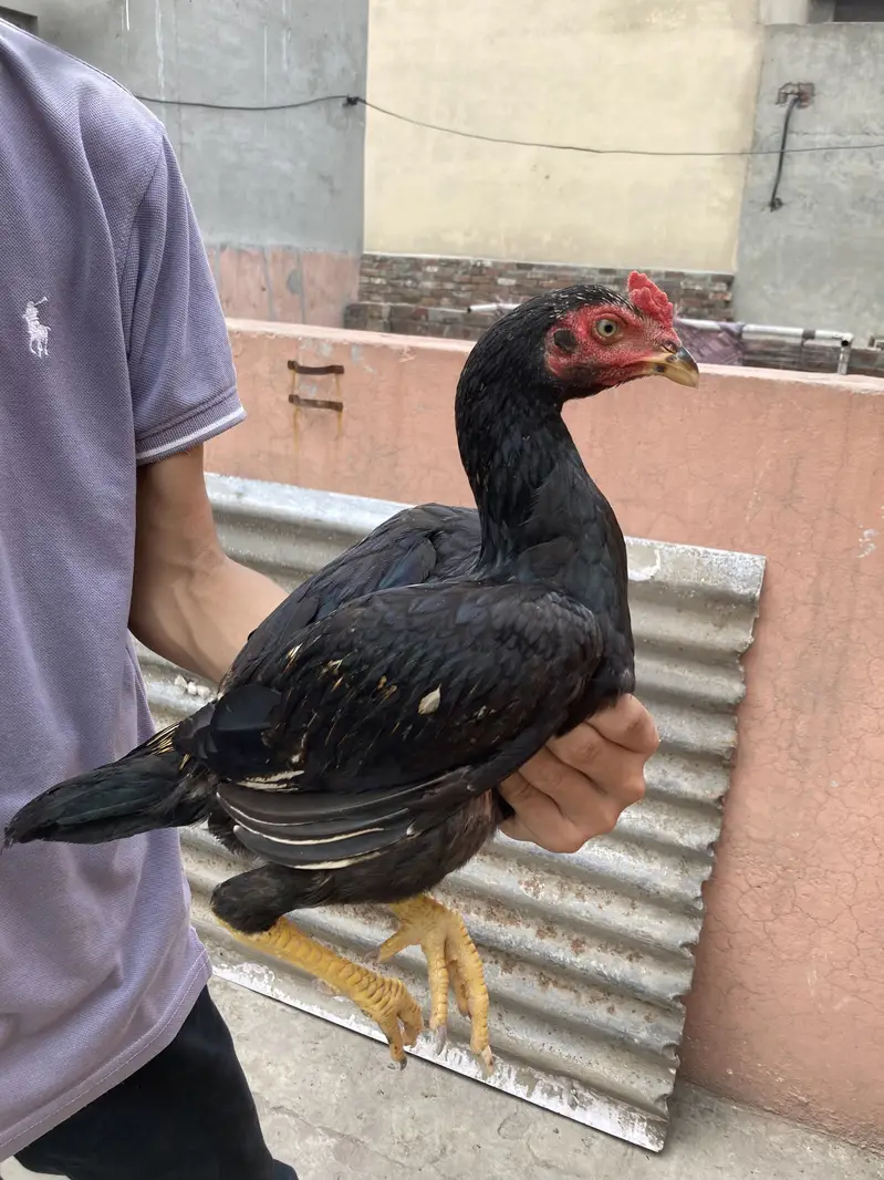 Turkish Hint & Pakistani Game Bird — photo 2