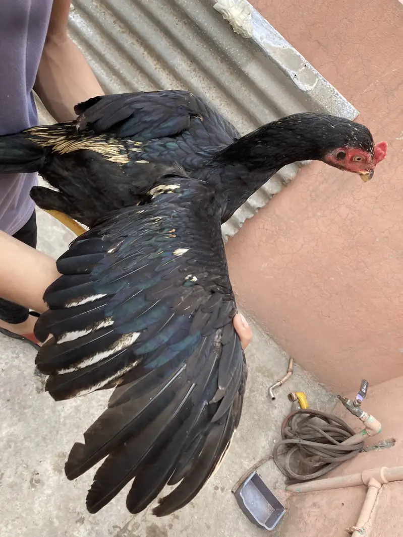 Turkish Hint & Pakistani Game Bird — photo 3