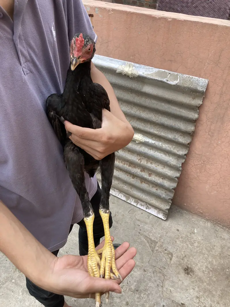 Turkish Hint & Pakistani Game Bird — photo 4