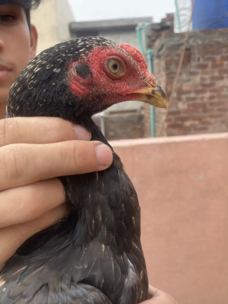 Turkish Hint & Pakistani Game Bird — photo 5