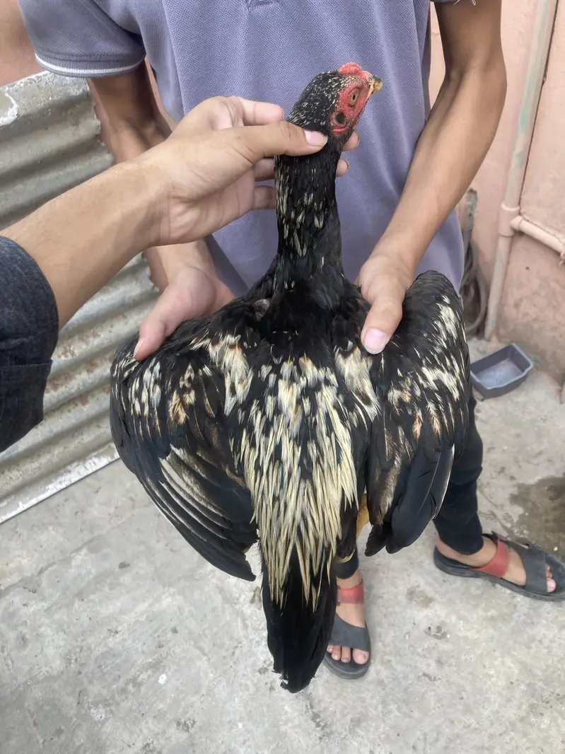 Turkish Hint & Pakistani Game Bird — photo 6