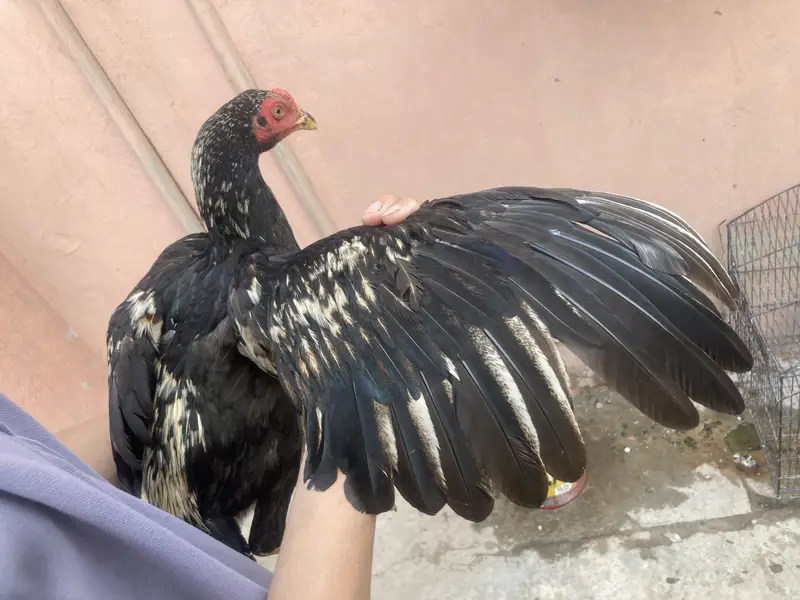 Turkish Hint & Pakistani Game Bird — photo 7