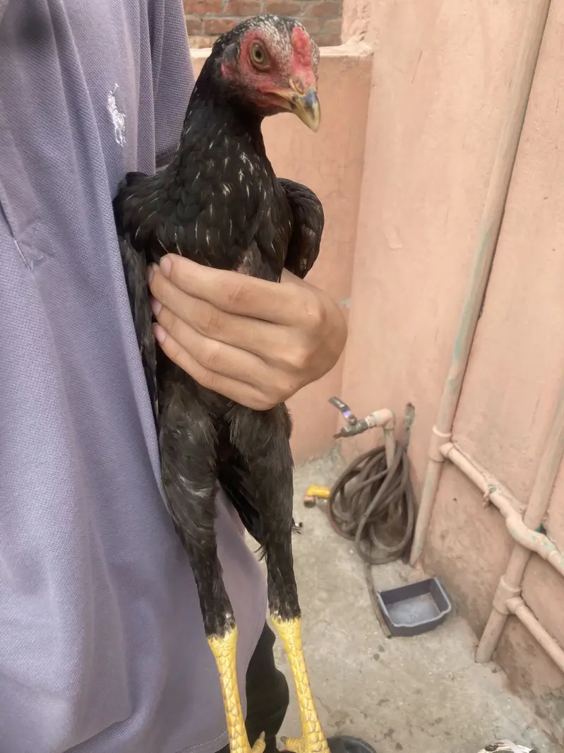 Turkish Hint & Pakistani Game Bird — photo 8