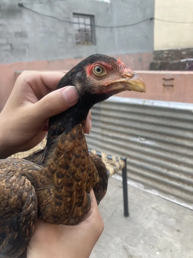 Turkish Hint & Pakistani Game Bird — photo 9