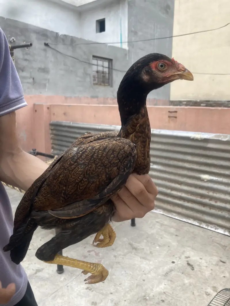 Turkish Hint & Pakistani Game Bird — photo 10