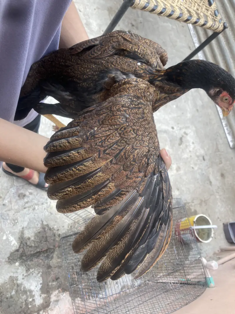 Turkish Hint & Pakistani Game Bird — photo 11