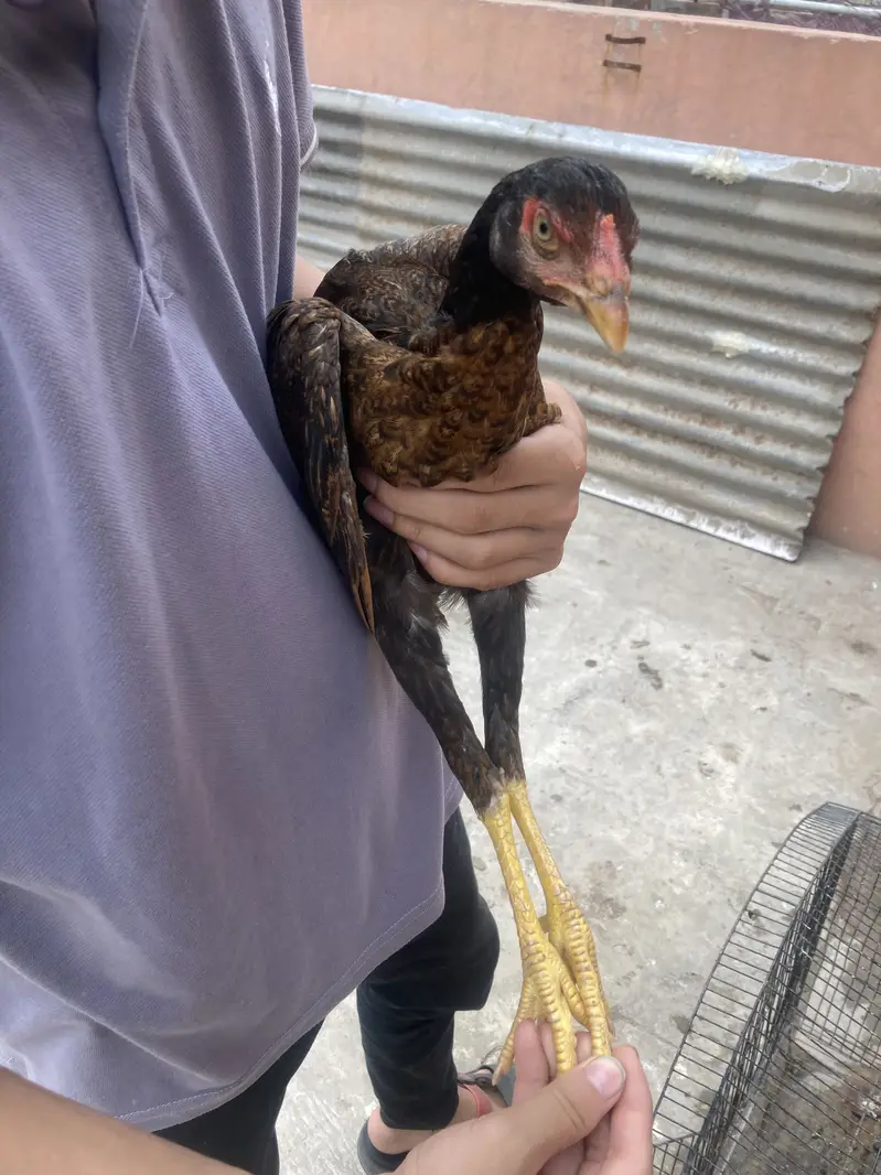 Turkish Hint & Pakistani Game Bird — photo 12