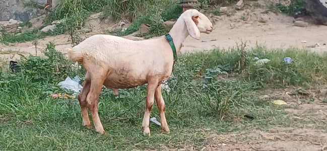 Kheera Dumba Hai Full Active And Chaaru Hai