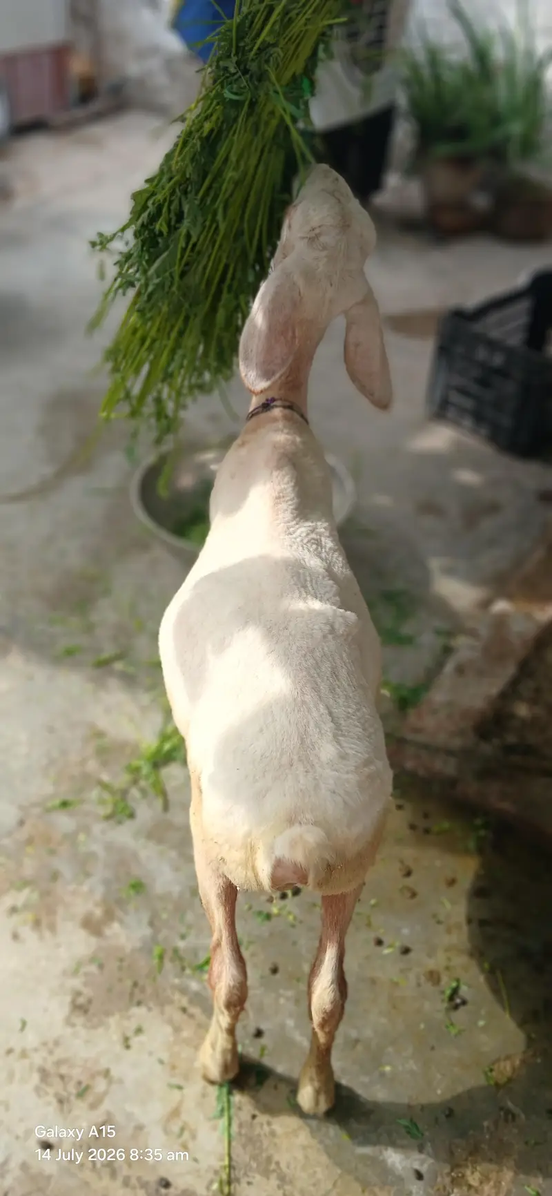 Kheera Dumba Hai Full Active And Chaaru Hai — photo 3