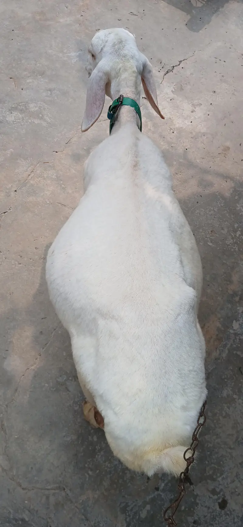 Kheera Dumba Hai Full Active And Chaaru Hai — photo 4