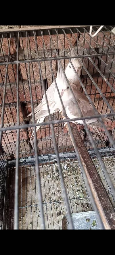 Granty breeder pairs available my WhatsApp number 03117246019