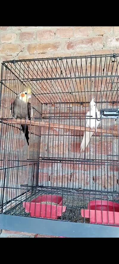 03117246019 Granty breeder pairs available my number 03117246019