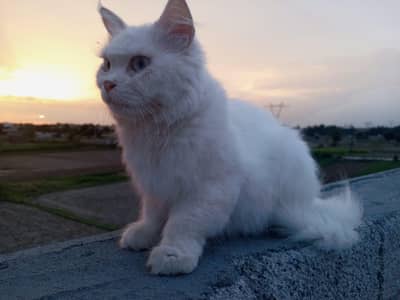 percian cate