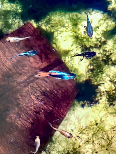 healthy home growth fishes