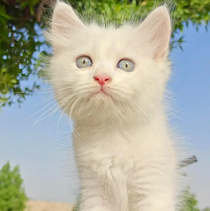 4 Persian Triple Coat Kittens Available For Sale — photo 4