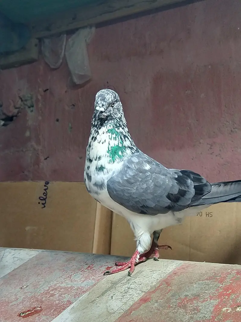chapra nar 3 patha ha — photo 7