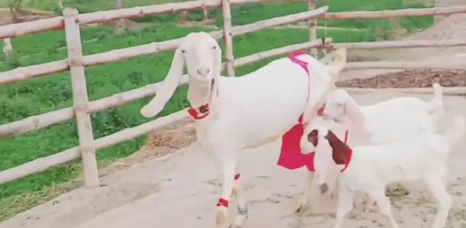 gulabi bakri 3 bacho wali contct 0322/6337/538 — photo 2