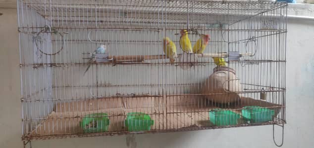 budgies and lovebirds pair