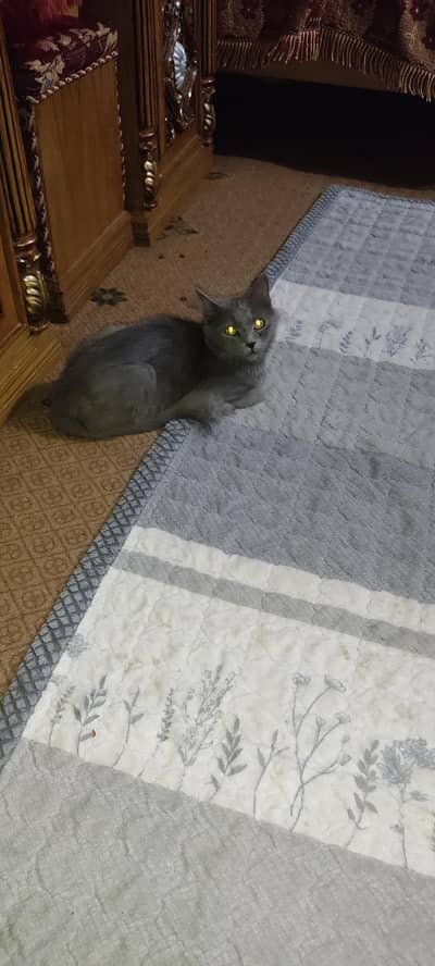 Persian Male Cat