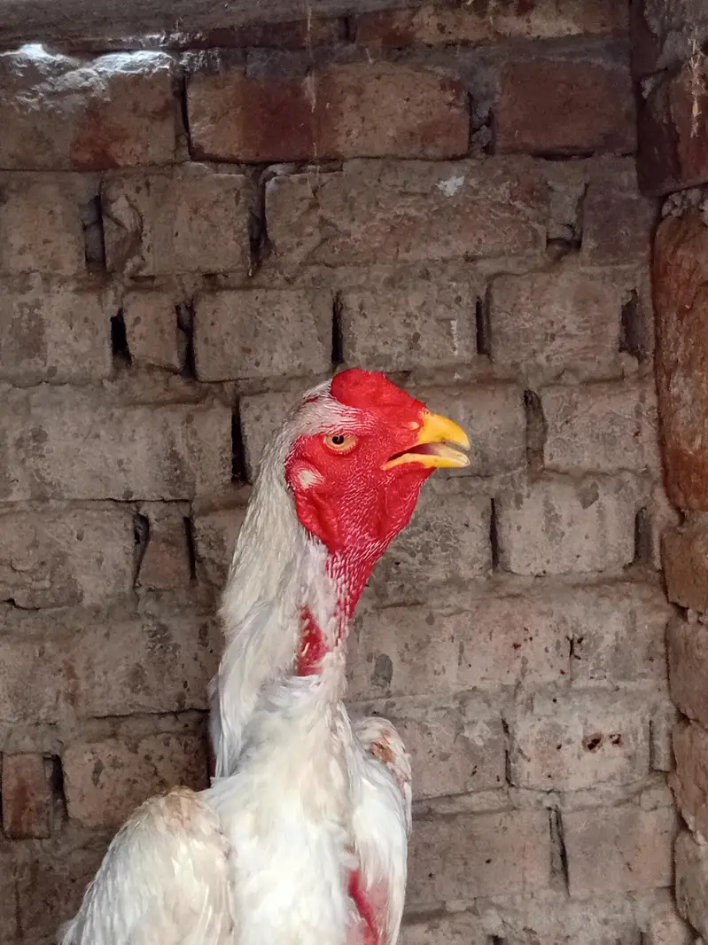 white shamo — photo 4