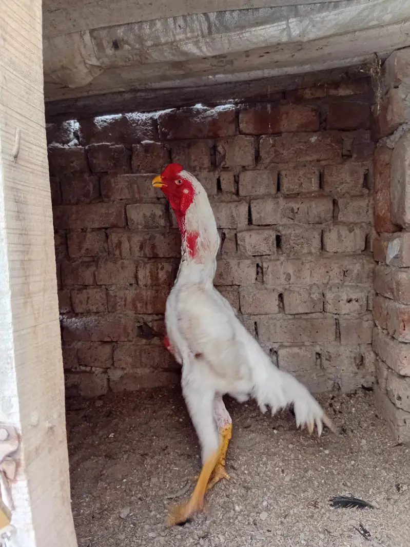 white shamo — photo 7
